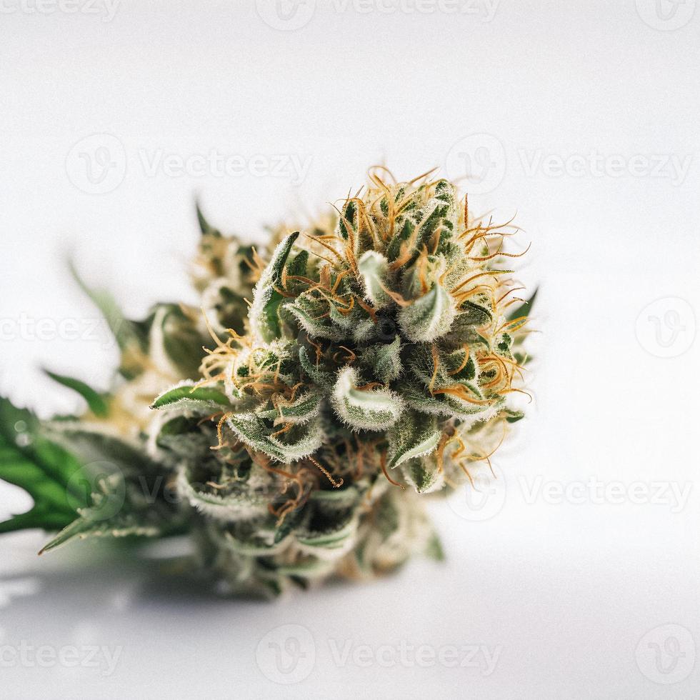 A Stunning Close-Up of a Sativa Bud on a White Background photo