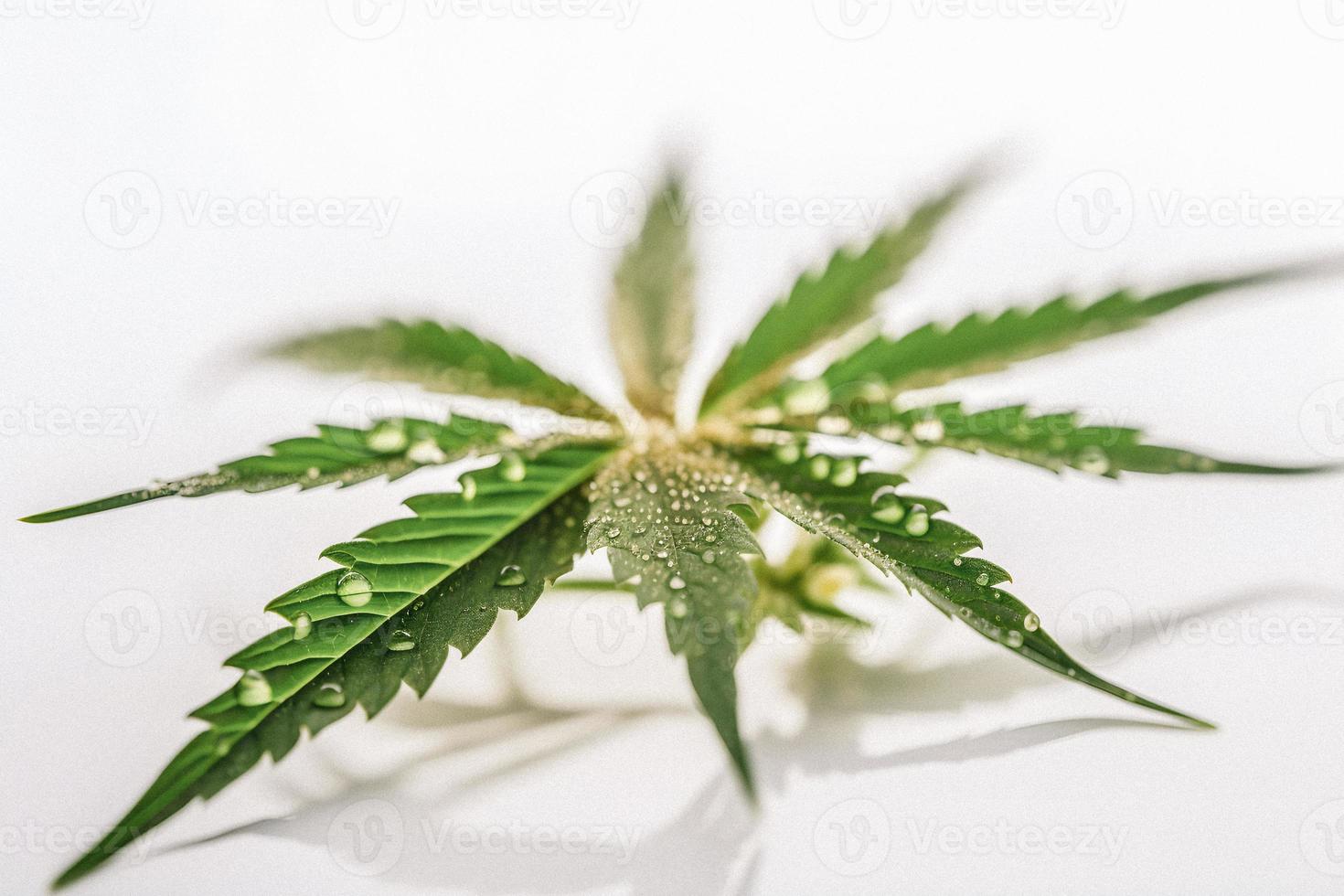 A Stunning Close-Up of a Sativa Bud on a White Background photo