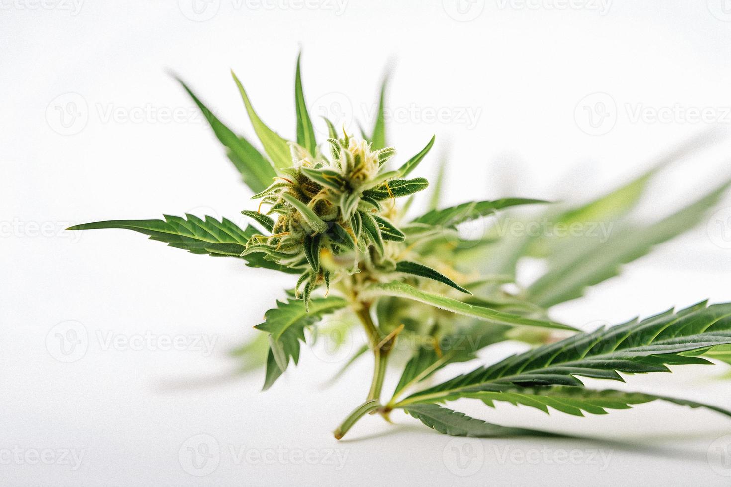 A High-Resolution Photograph of a Marijuana Sativa Bud on a White Background photo