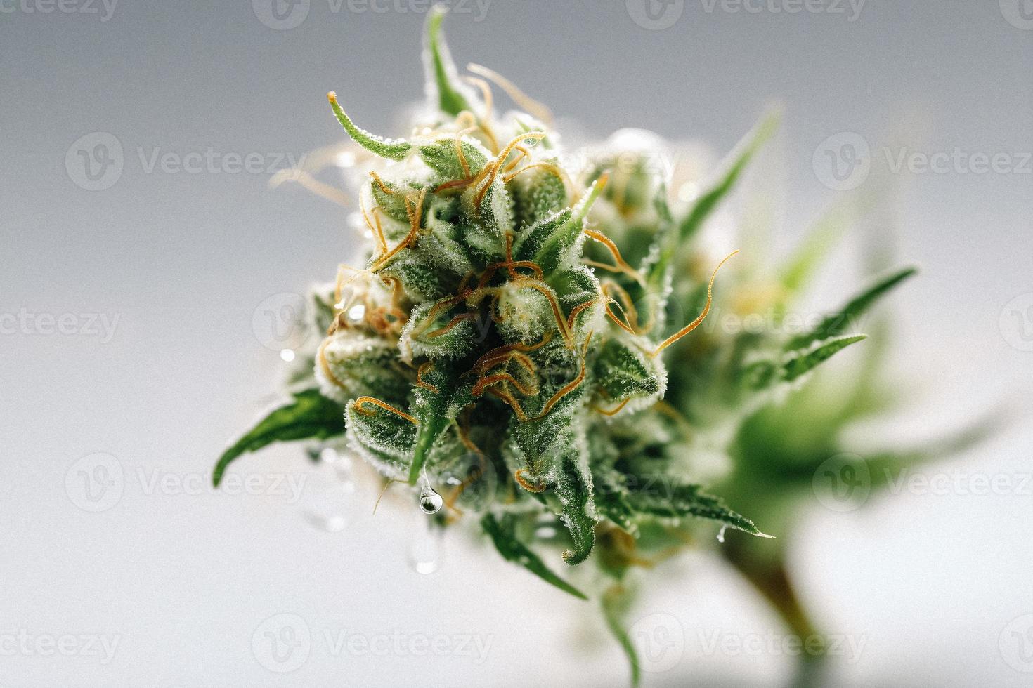 A High-Resolution Photograph of a Marijuana Sativa Bud on a White Background photo
