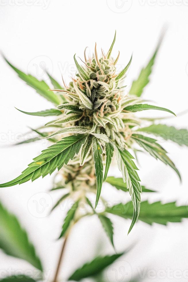A High-Resolution Photograph of a Marijuana Sativa Bud on a White Background photo