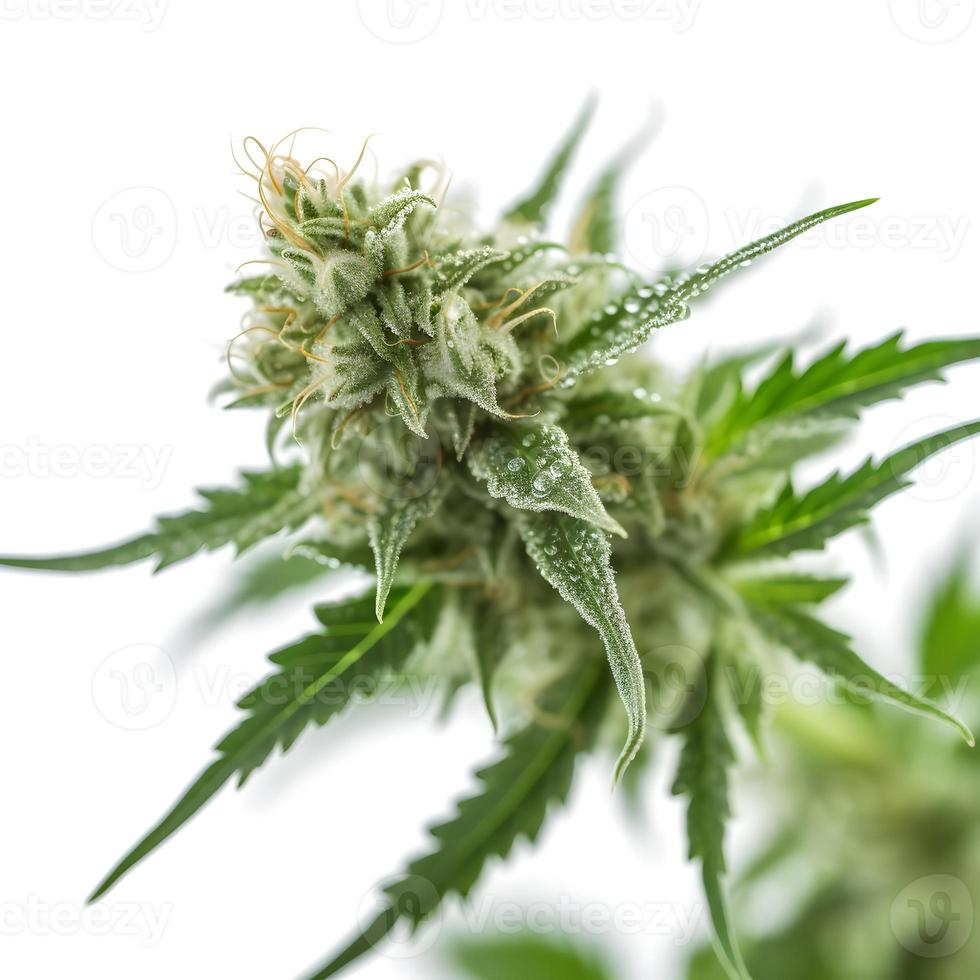 A High-Resolution Photograph of a Marijuana Sativa Bud on a White Background photo