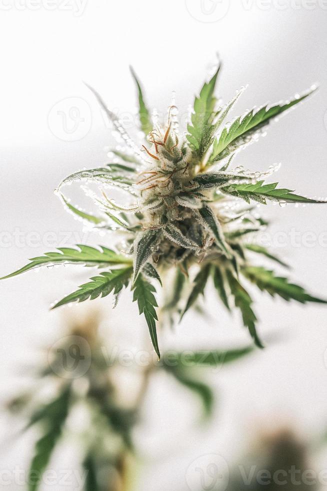 A High-Resolution Photograph of a Marijuana Sativa Bud on a White Background photo