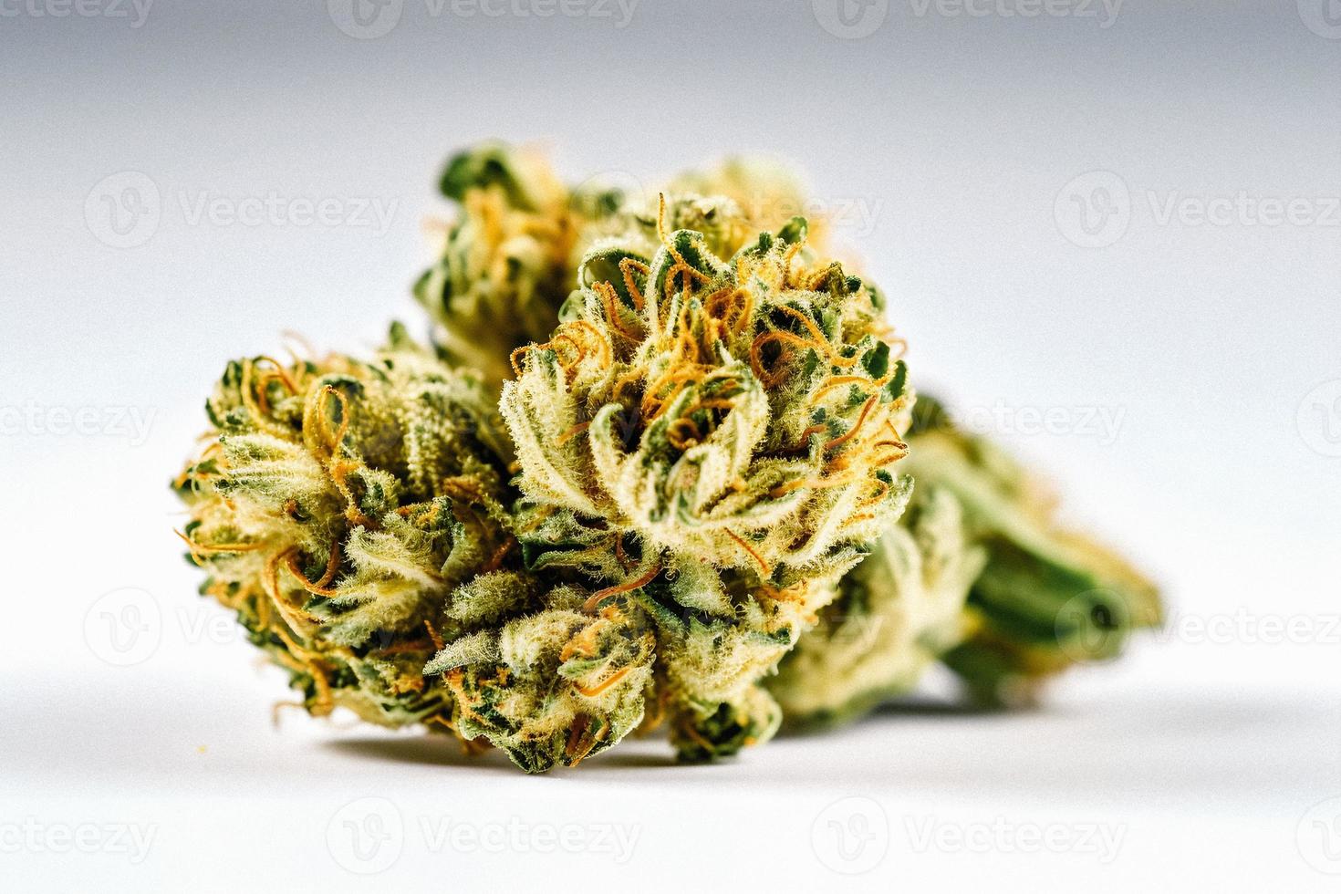 A High-Resolution Photograph of a Marijuana Sativa Bud on a White Background photo