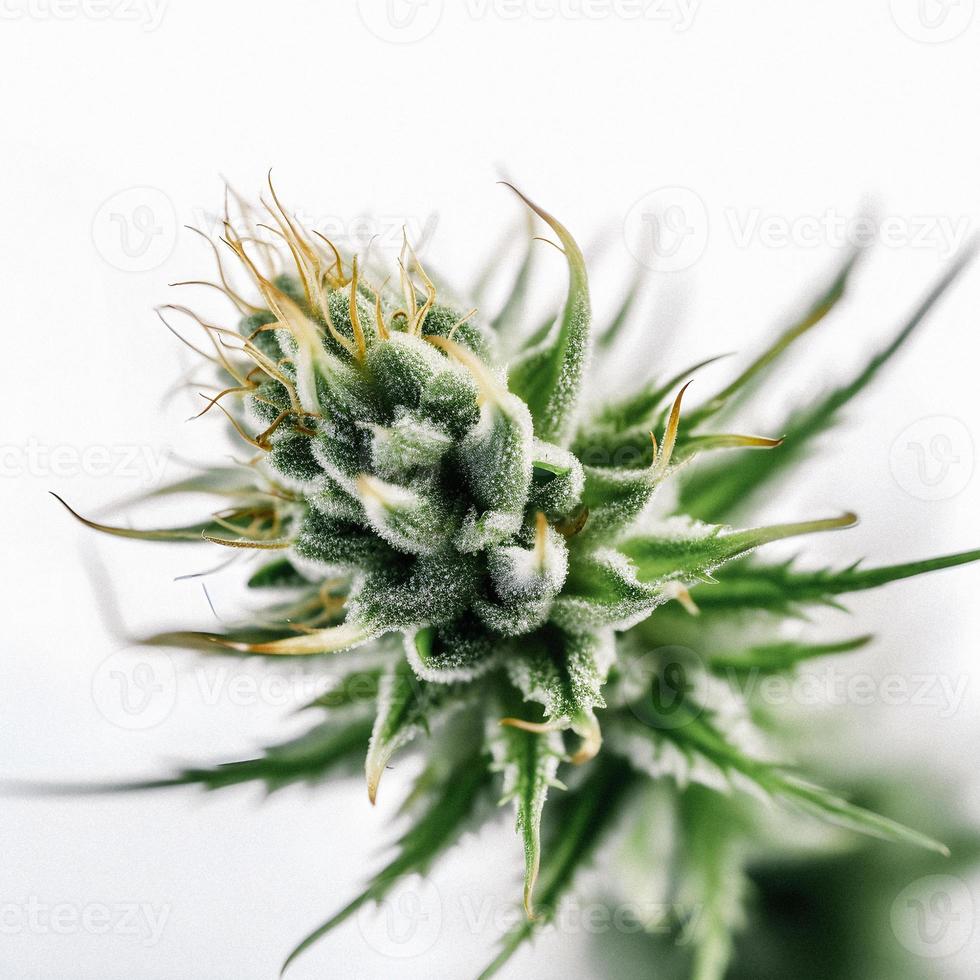 A Stunning Close-Up of a Sativa Bud on a White Background photo