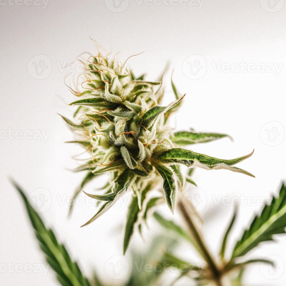 un alta resolución fotografía de un marijuana sativa brote en un blanco antecedentes foto