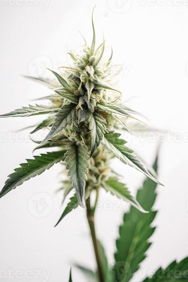 A Stunning Close-Up of a Sativa Bud on a White Background photo