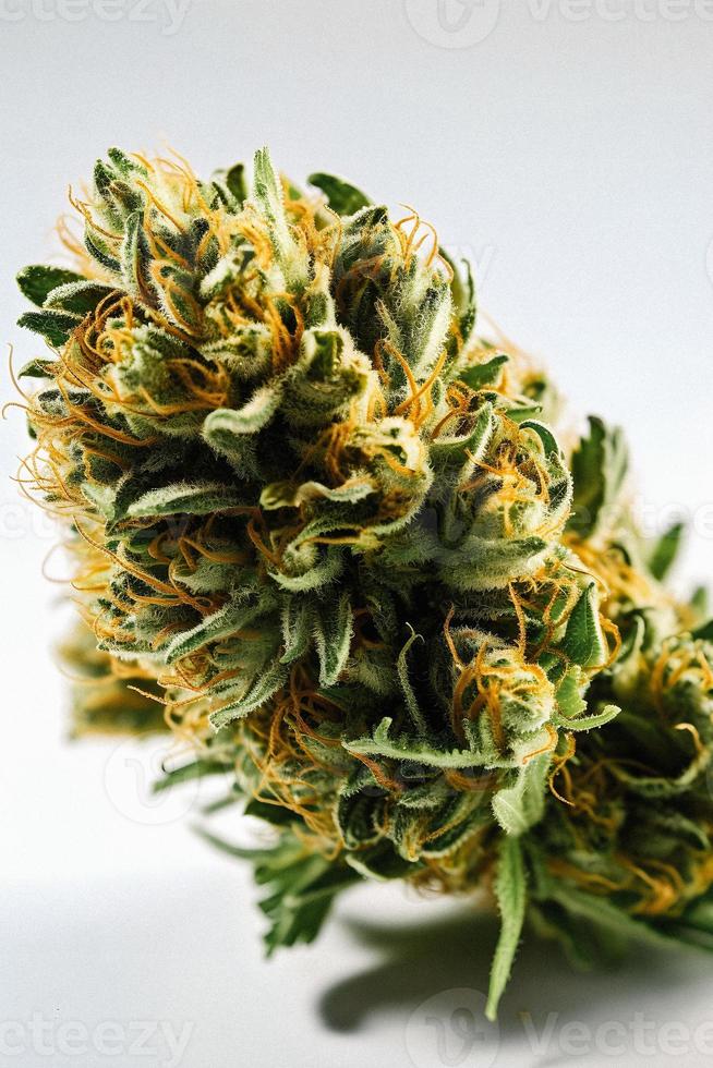 A High-Resolution Photograph of a Marijuana Sativa Bud on a White Background photo