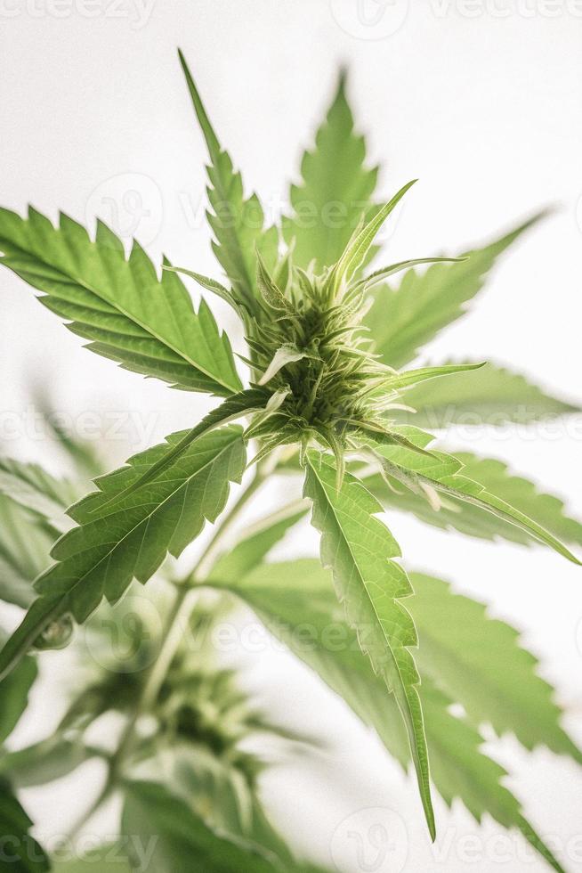 A High-Resolution Photograph of a Marijuana Sativa Bud on a White Background photo