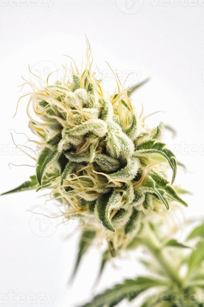 A High-Resolution Photograph of a Marijuana Sativa Bud on a White Background photo