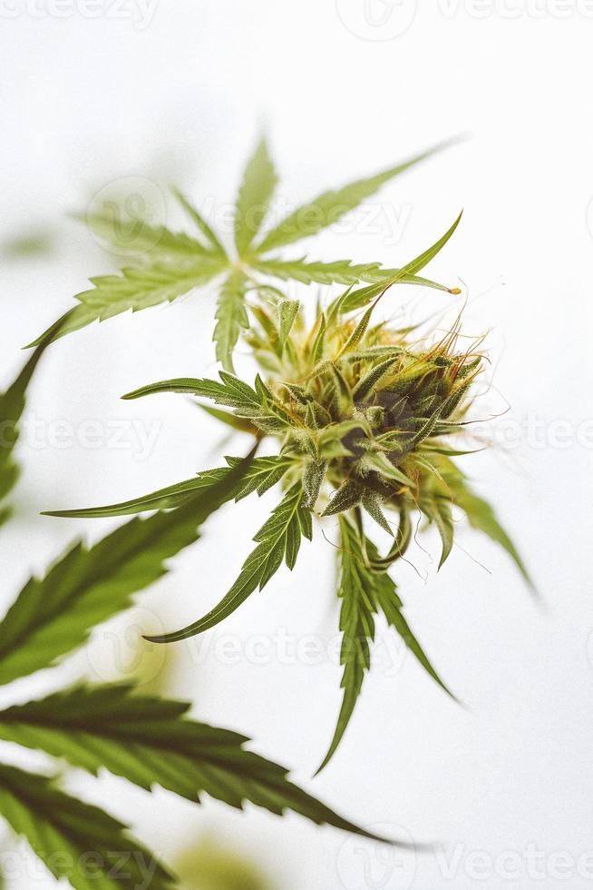 A High-Resolution Photograph of a Marijuana Sativa Bud on a White Background photo