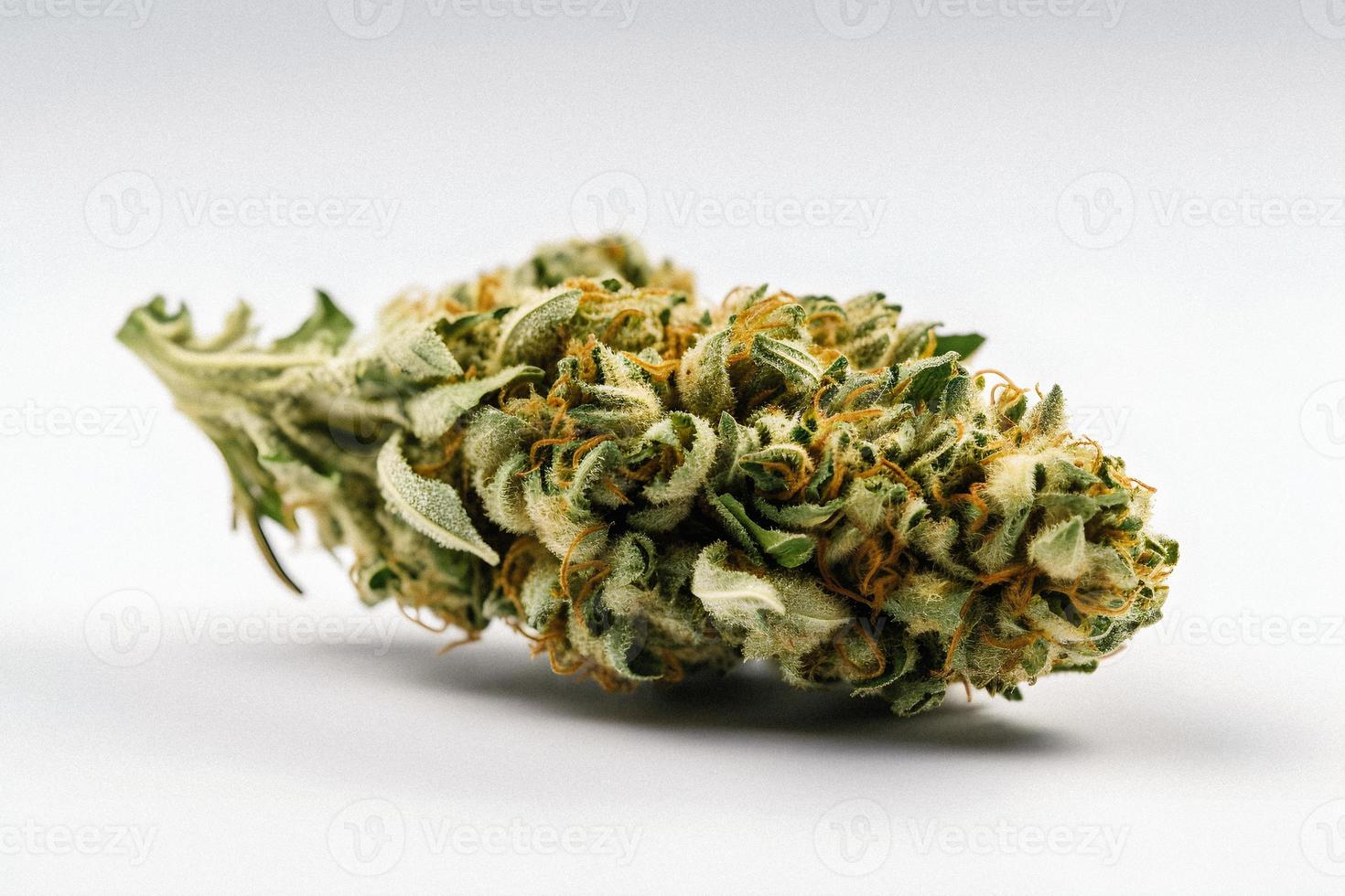 A High-Resolution Photograph of a Marijuana Sativa Bud on a White Background photo