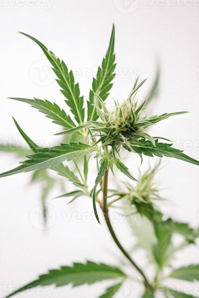 A High-Resolution Photograph of a Marijuana Sativa Bud on a White Background photo