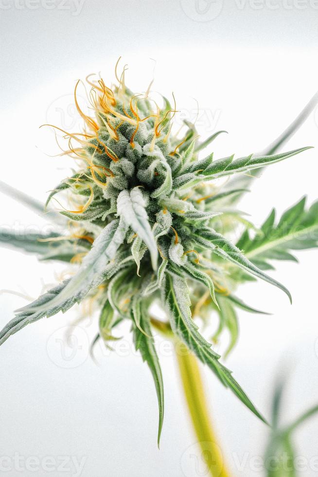 A High-Resolution Photograph of a Marijuana Sativa Bud on a White Background photo