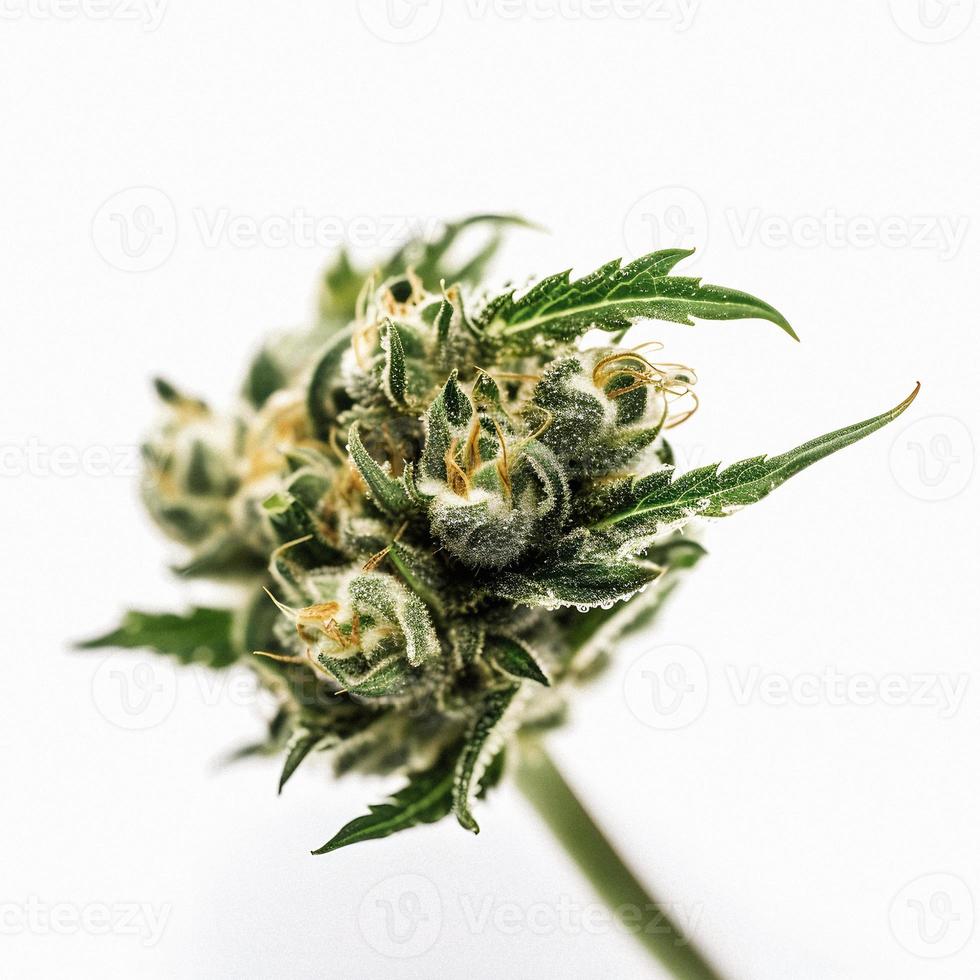 A Stunning Close-Up of a Sativa Bud on a White Background photo