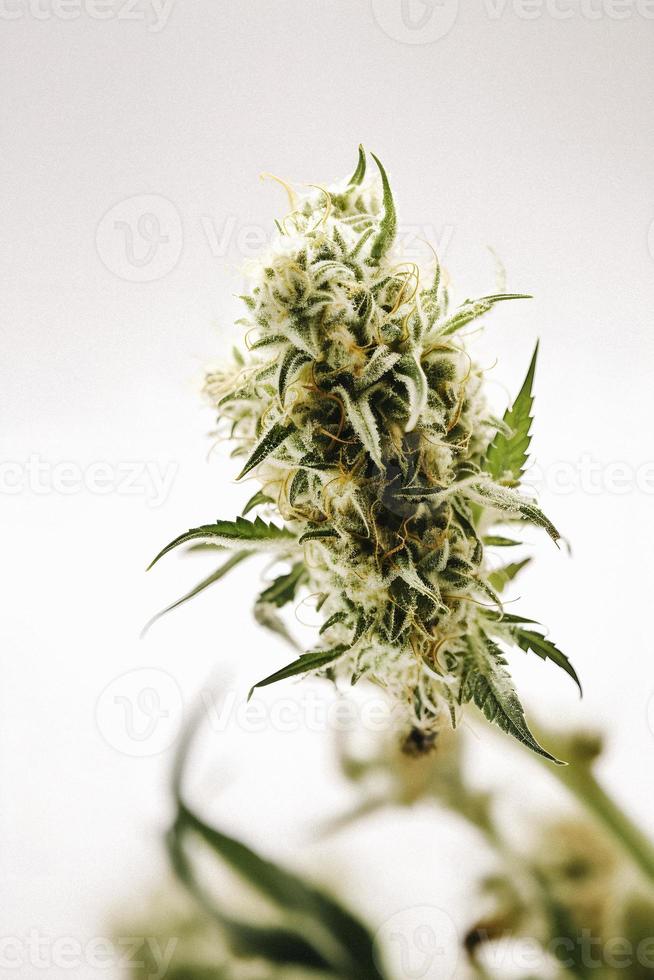 A High-Resolution Photograph of a Marijuana Sativa Bud on a White Background photo