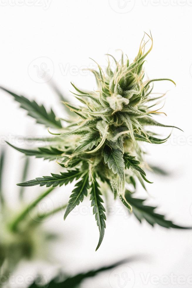 A Stunning Close-Up of a Sativa Bud on a White Background photo