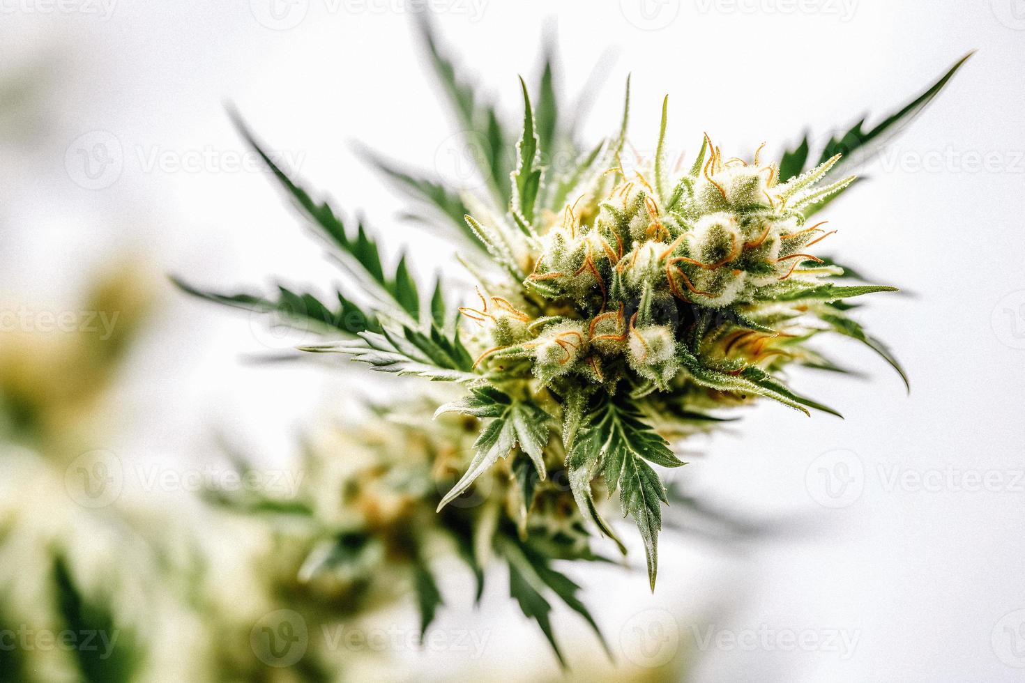 un alta resolución fotografía de un marijuana sativa brote en un blanco antecedentes foto