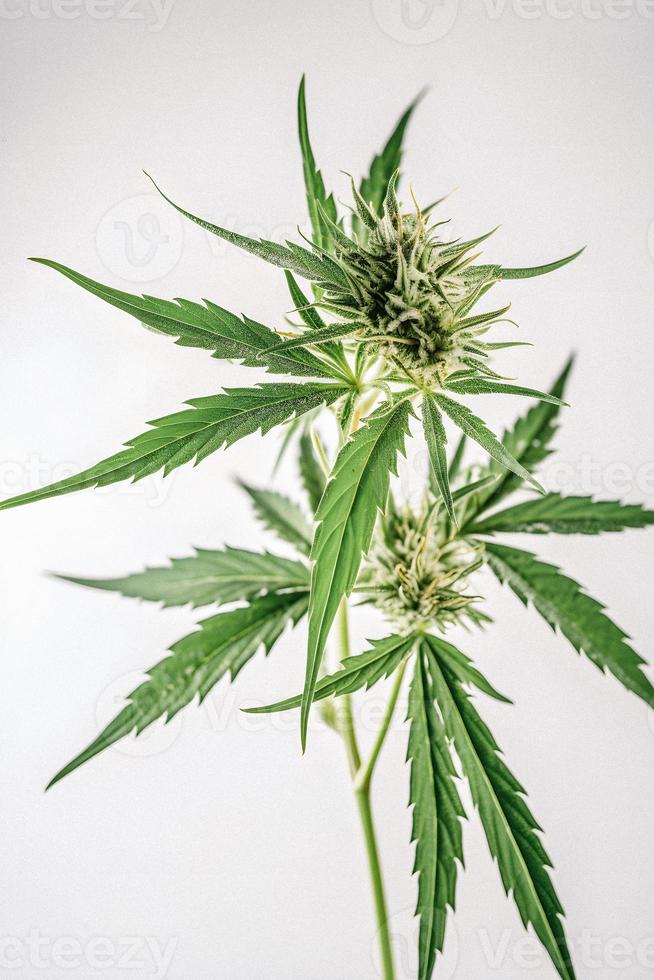 A High-Resolution Photograph of a Marijuana Sativa Bud on a White Background photo