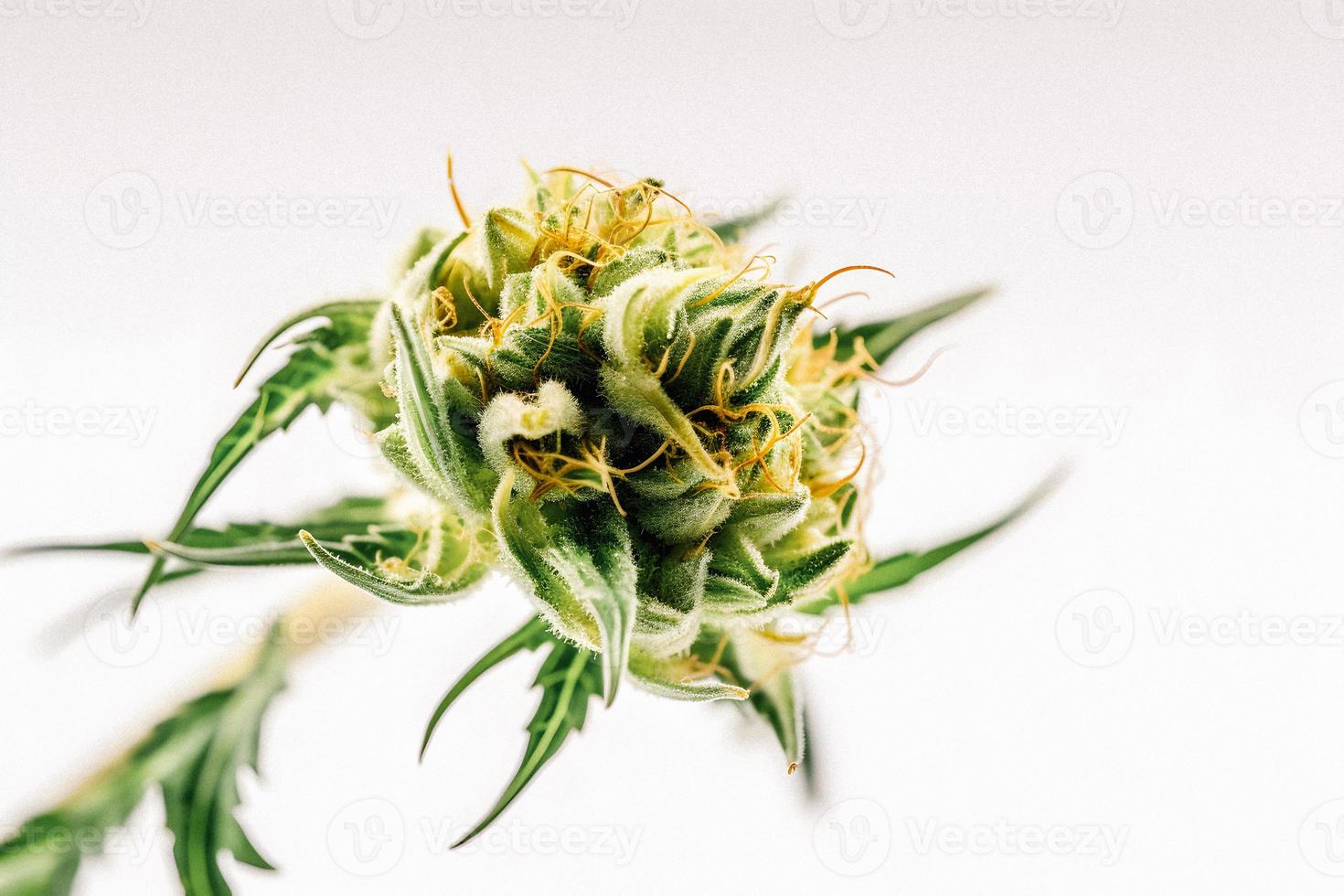 A High-Resolution Photograph of a Marijuana Sativa Bud on a White Background photo