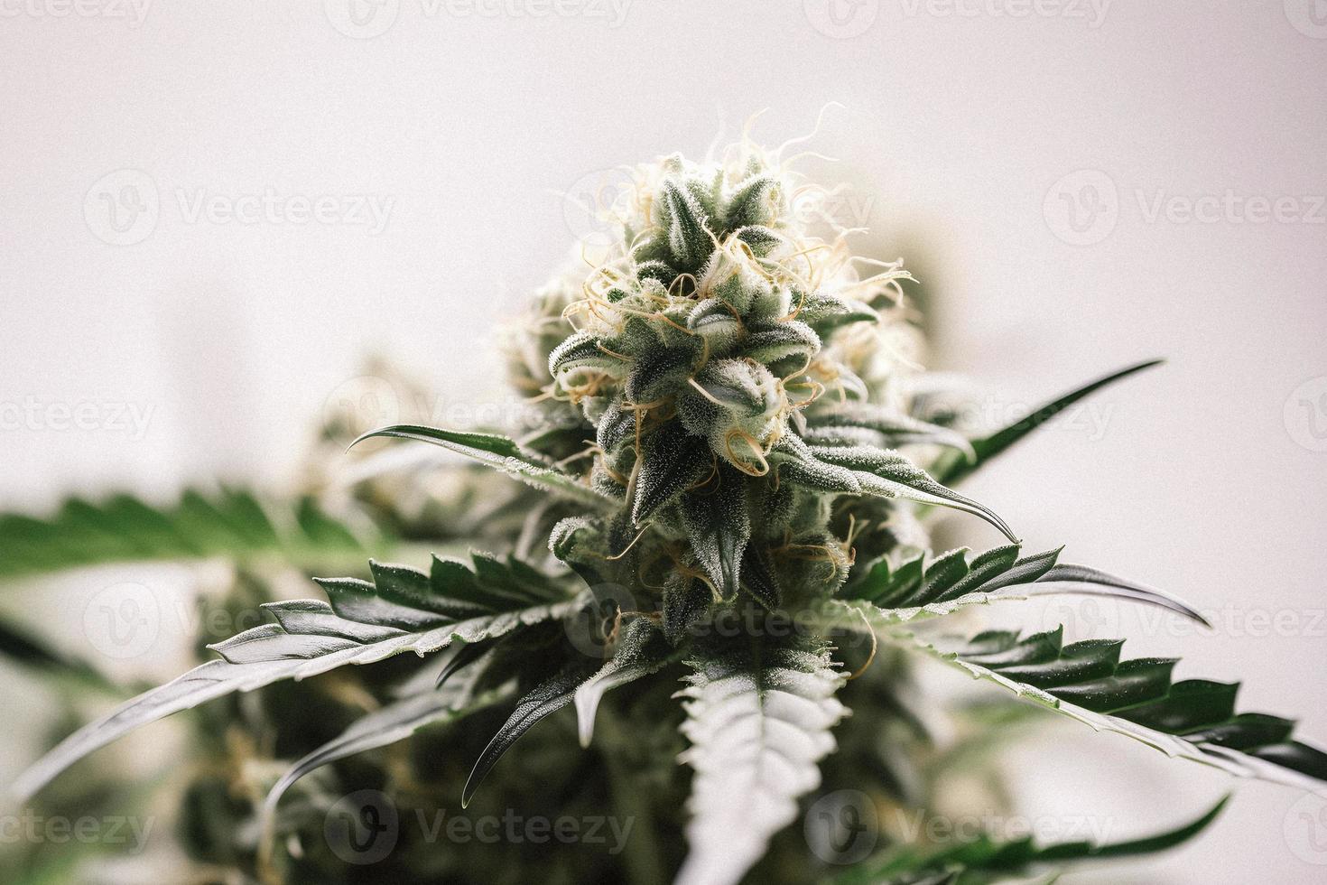 A High-Resolution Photograph of a Marijuana Sativa Bud on a White Background photo