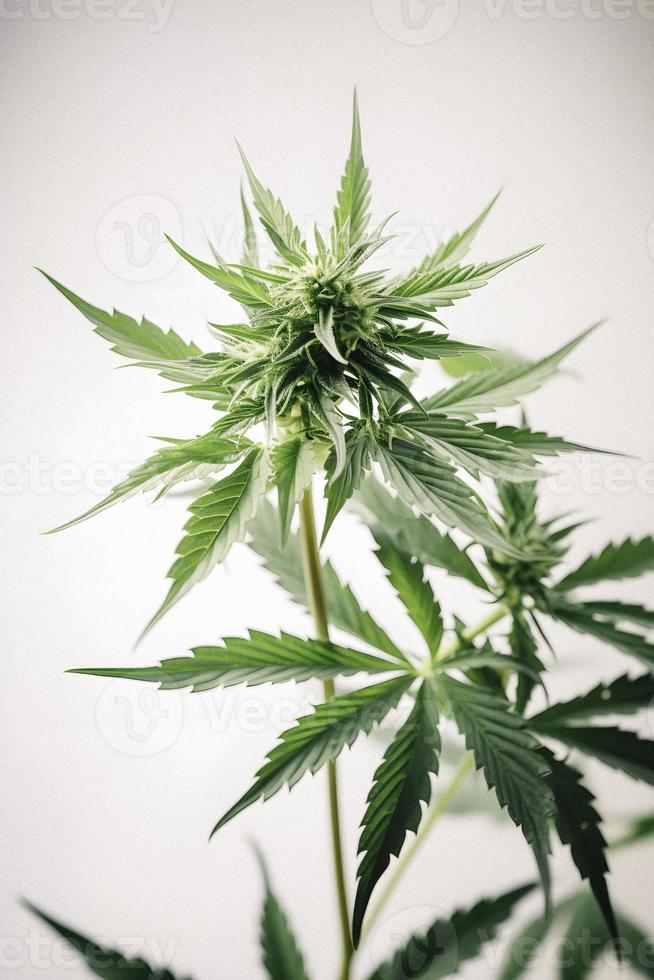 A High-Resolution Photograph of a Marijuana Sativa Bud on a White Background photo