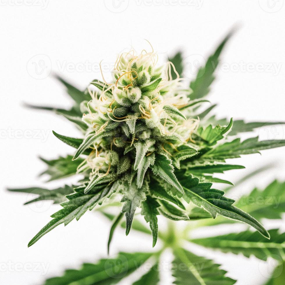 un alta resolución fotografía de un marijuana sativa brote en un blanco antecedentes foto