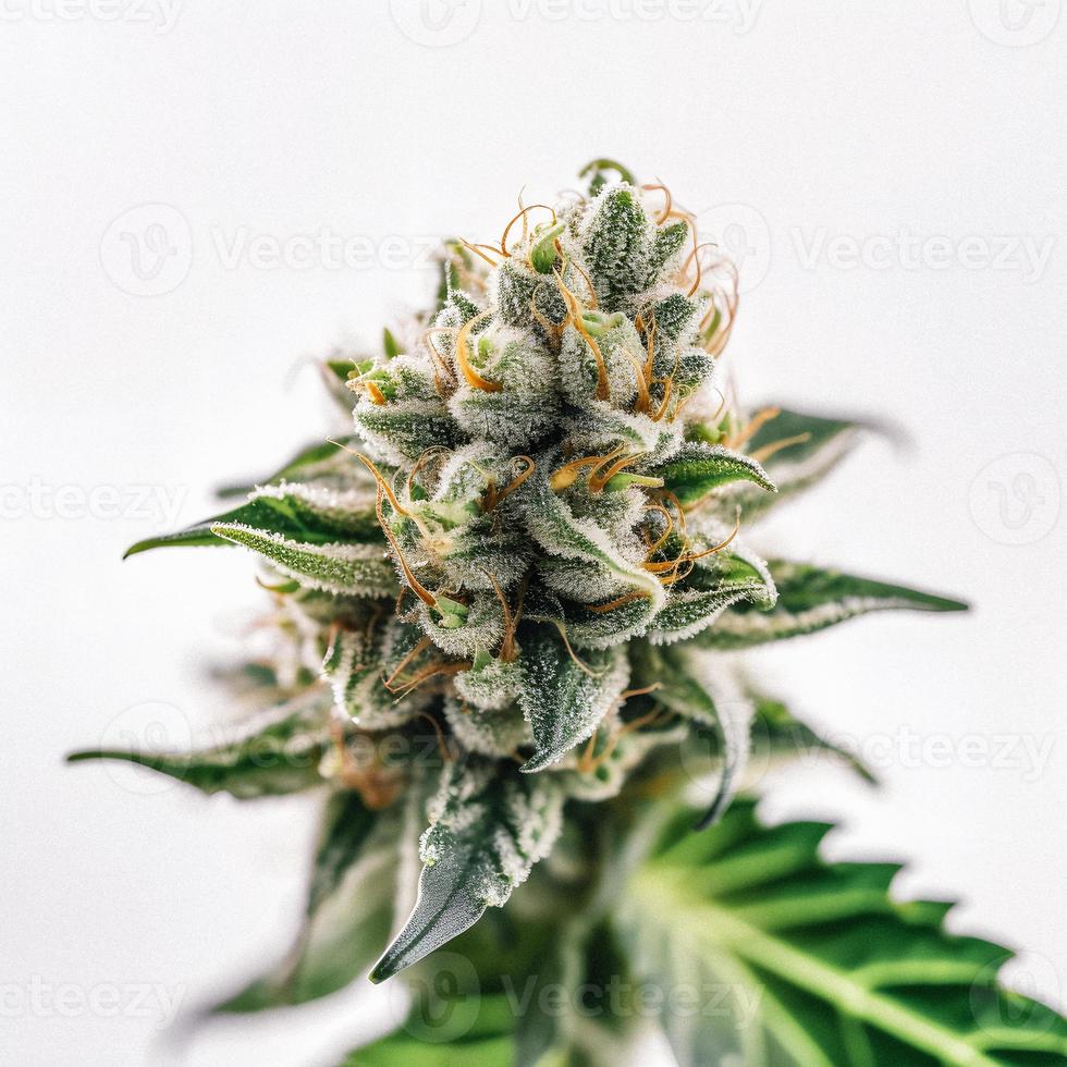 A High-Resolution Photograph of a Marijuana Sativa Bud on a White Background photo