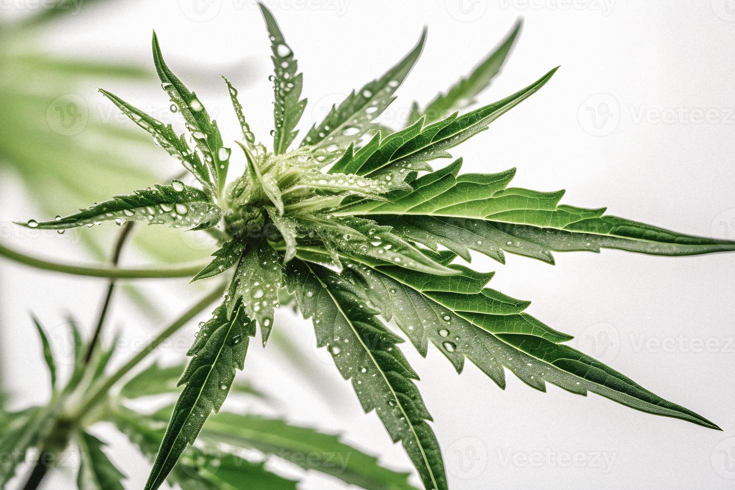 A High-Resolution Photograph of a Marijuana Sativa Bud on a White Background photo