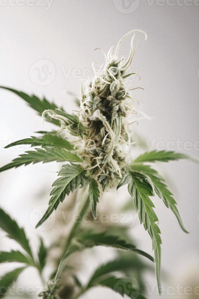 A High-Resolution Photograph of a Marijuana Sativa Bud on a White Background photo