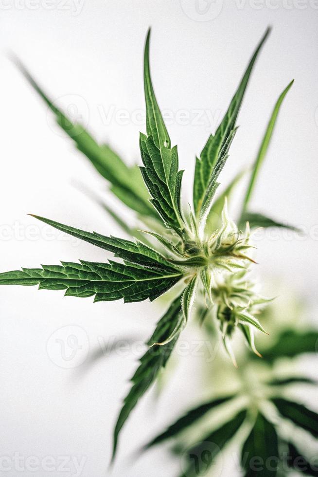 A High-Resolution Photograph of a Marijuana Sativa Bud on a White Background photo