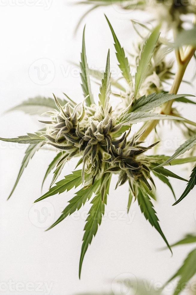 A High-Resolution Photograph of a Marijuana Sativa Bud on a White Background photo