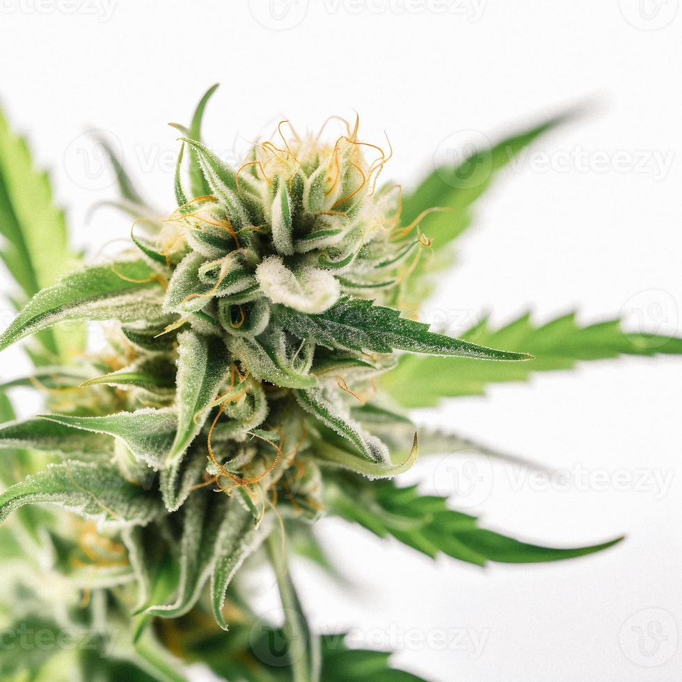 A High-Resolution Photograph of a Marijuana Sativa Bud on a White Background photo