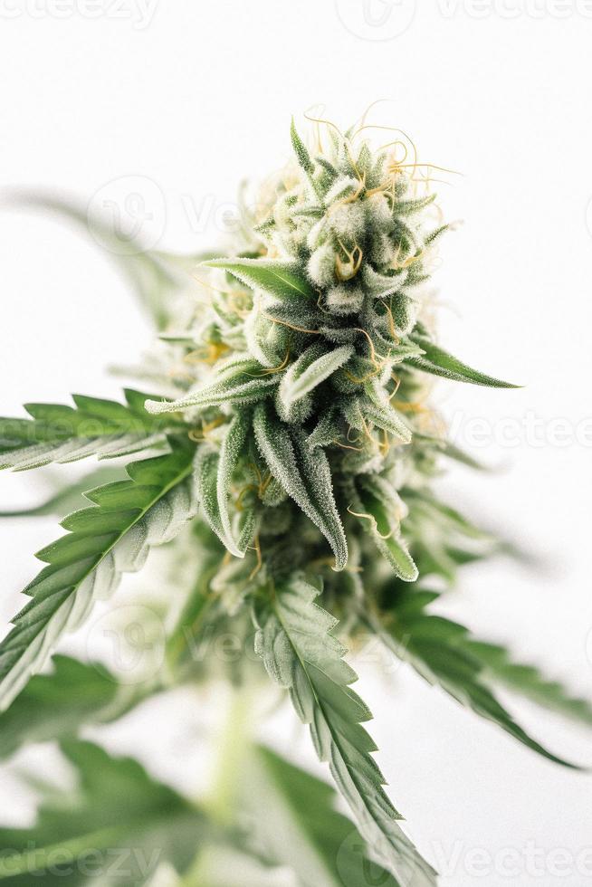 A High-Resolution Photograph of a Marijuana Sativa Bud on a White Background photo