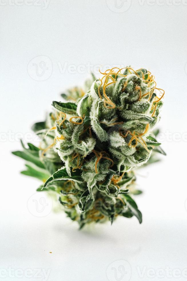 A High-Resolution Photograph of a Marijuana Sativa Bud on a White Background photo