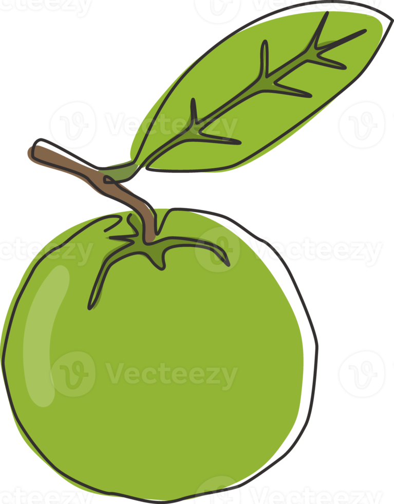 een doorlopende lijntekening hele gezonde biologische java-guave voor de identiteit van het boomgaardlogo. vers exotisch fruitconcept voor fruittuinpictogram. moderne enkele lijn tekenen ontwerp vector grafische afbeelding png