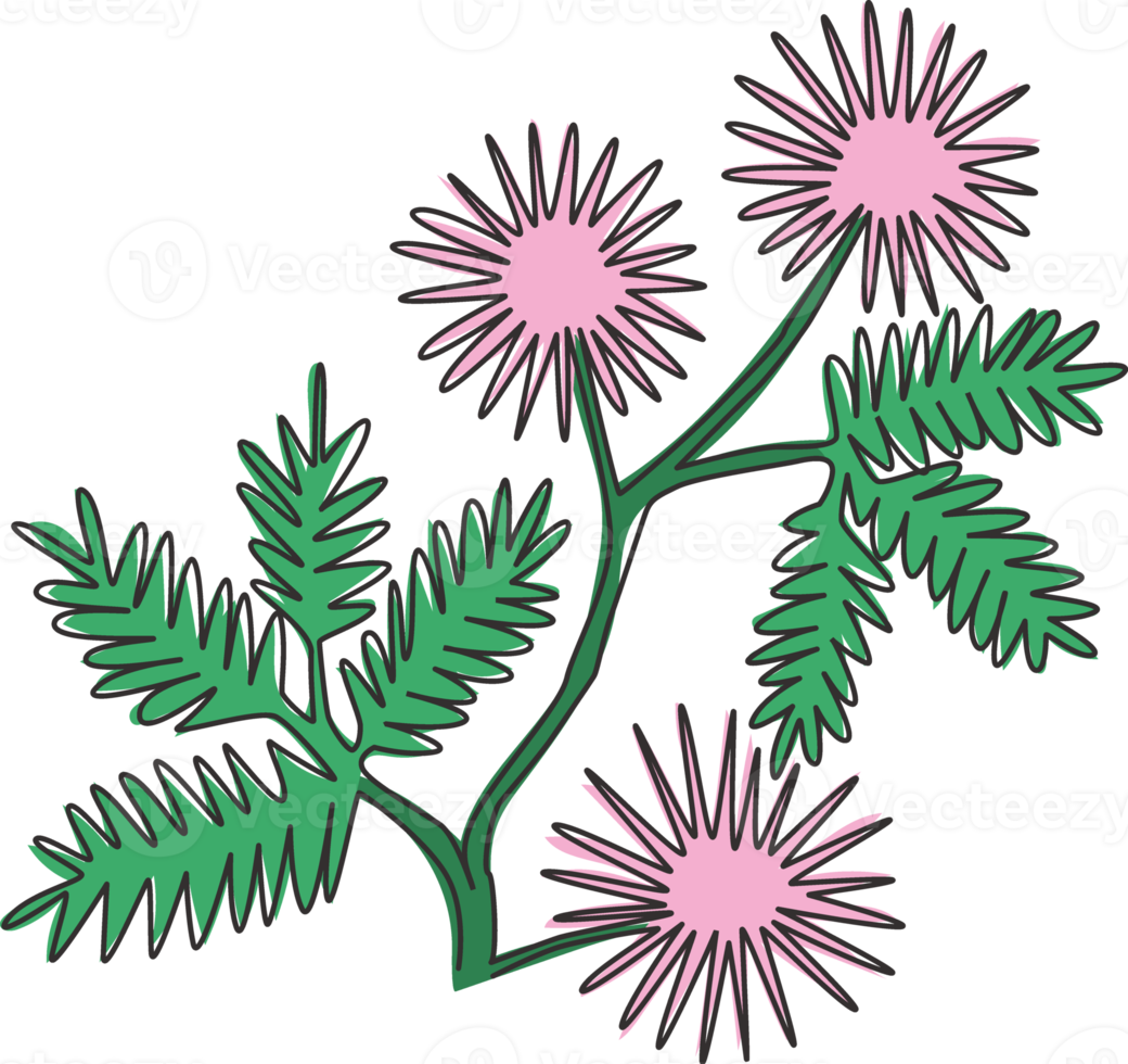 enkele doorlopende lijntekening van schoonheid verse mimosa pudica voor home decor wall art poster print. decoratieve touch-me-not bloem voor uitnodigingskaart. moderne één lijn tekenen ontwerp vectorillustratie png