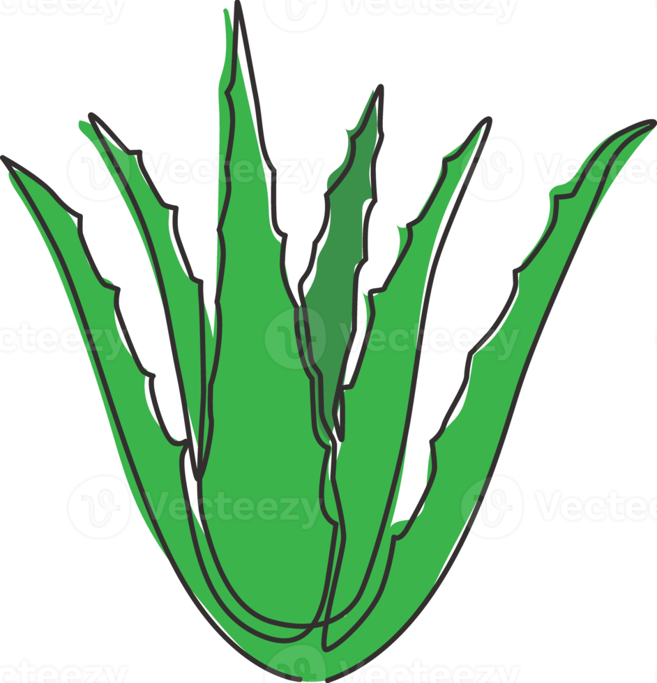 enkele doorlopende lijntekening van gezonde biologische groene aloë vera voor de identiteit van het boerderijlogo. vers tropisch vetplantconcept voor landbouwpictogram. moderne één lijn tekenen ontwerp vectorillustratie png