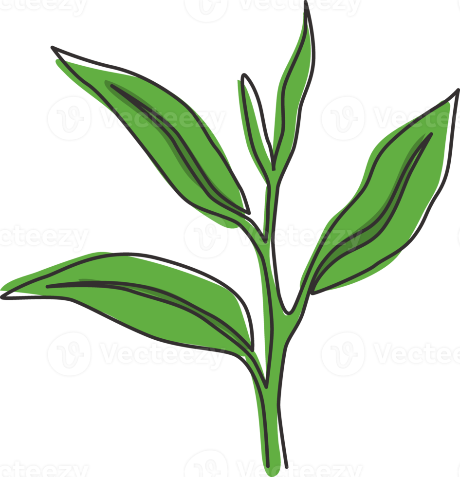One continuous line drawing of whole healthy organic tea leaf for herbal drink logo identity. Fresh nature concept for tea plantation icon. Modern single line draw design vector graphic illustration png