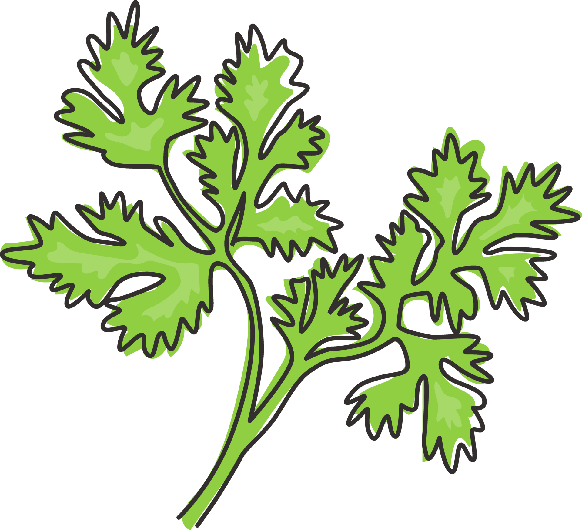 Coriander Leaves Png