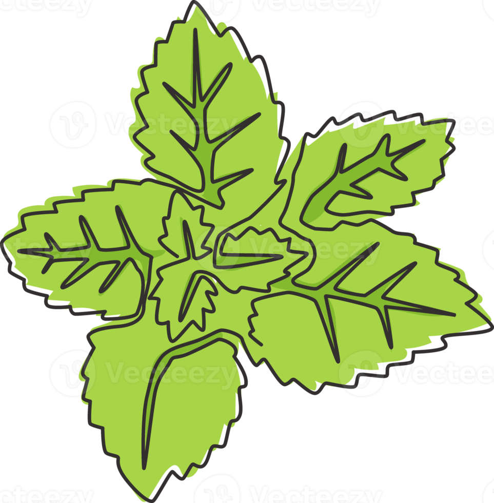 dessin au trait continu unique de feuilles de menthe biologique saine pour l'identité du logo de la ferme. concept de plante mentha fraîche pour l'icône de plantation. Une ligne moderne dessiner illustration vectorielle graphique de conception png