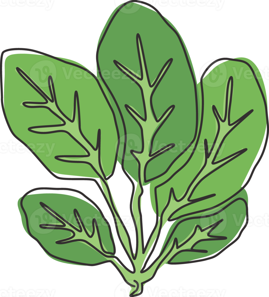 dessin au trait continu unique de feuilles entières d'épinards verts biologiques sains pour l'identité du logo de la ferme. concept de floraison verte à feuilles fraîches pour l'icône de la plante. Une ligne moderne dessiner illustration vectorielle de conception png