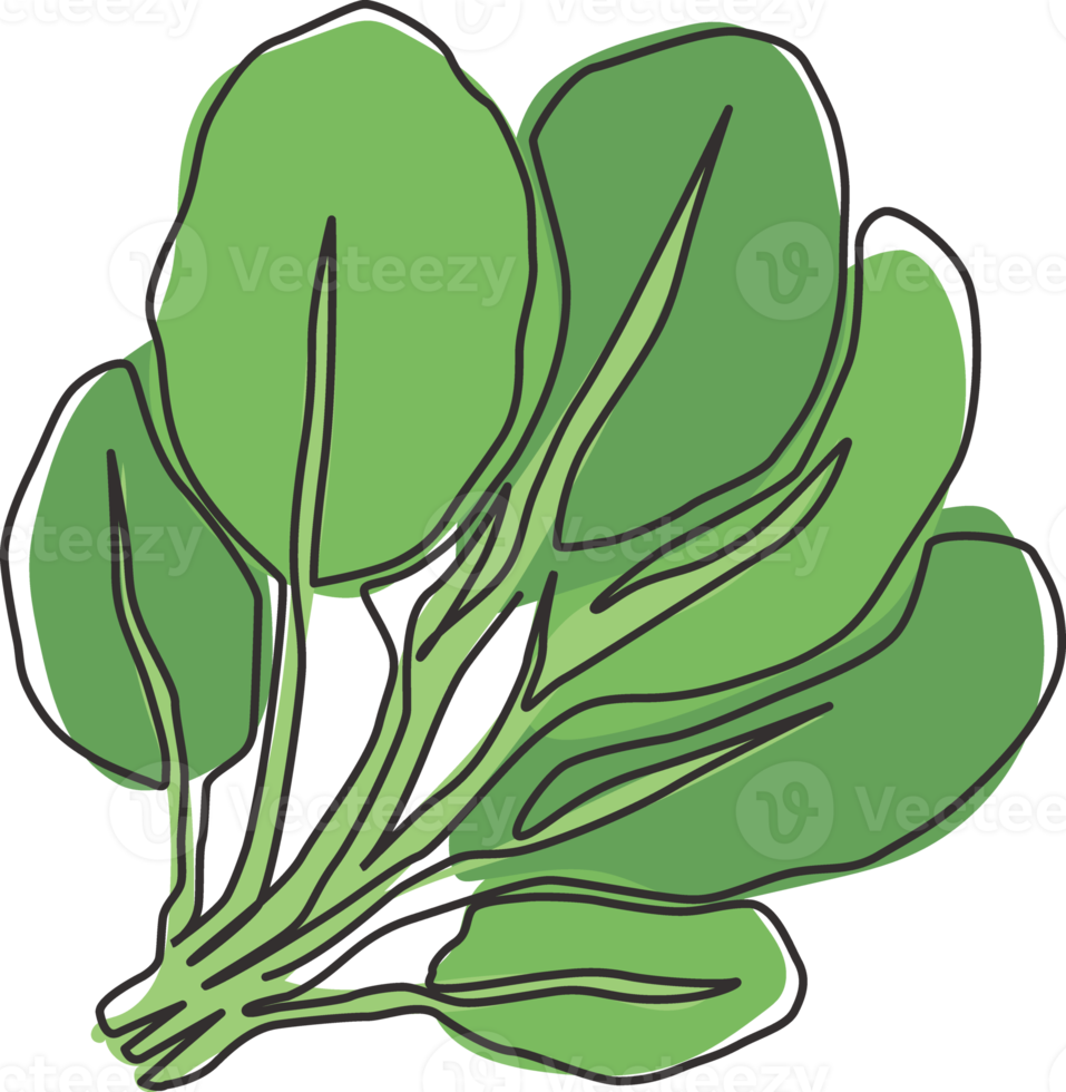 One single line drawing whole healthy organic green spinach leaves for farm logo identity. Fresh plant concept for edible vegetable icon. Modern continuous line draw design vector graphic illustration png