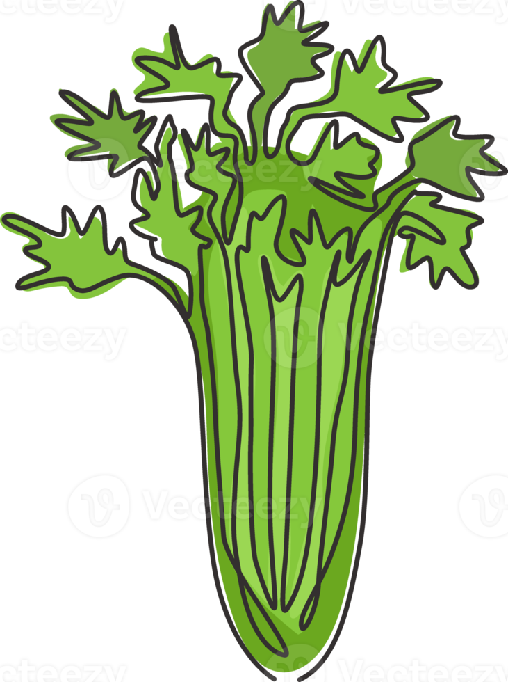 One continuous line drawing of bunch healthy organic green celery for farm logo identity. Fresh marshland plant concept for vegetable icon. Modern single line draw design vector graphic illustration png