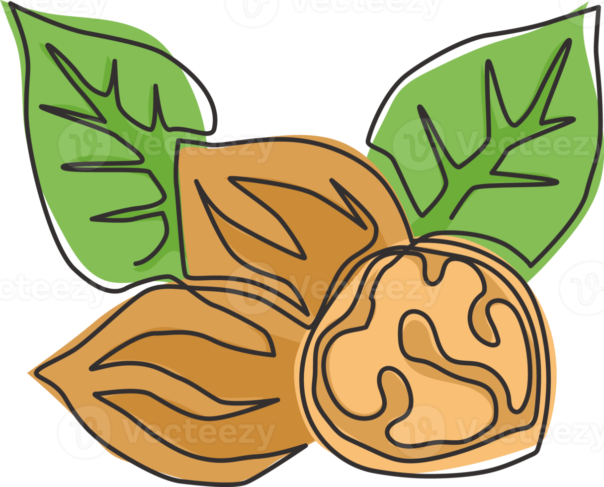 un seul dessin d'aliments entiers et sains de noix biologiques et de feuilles pour l'identité du logo du verger. concept de coquille de noix fraîche pour l'icône de semences saines. ligne continue moderne dessiner illustration vectorielle de conception png