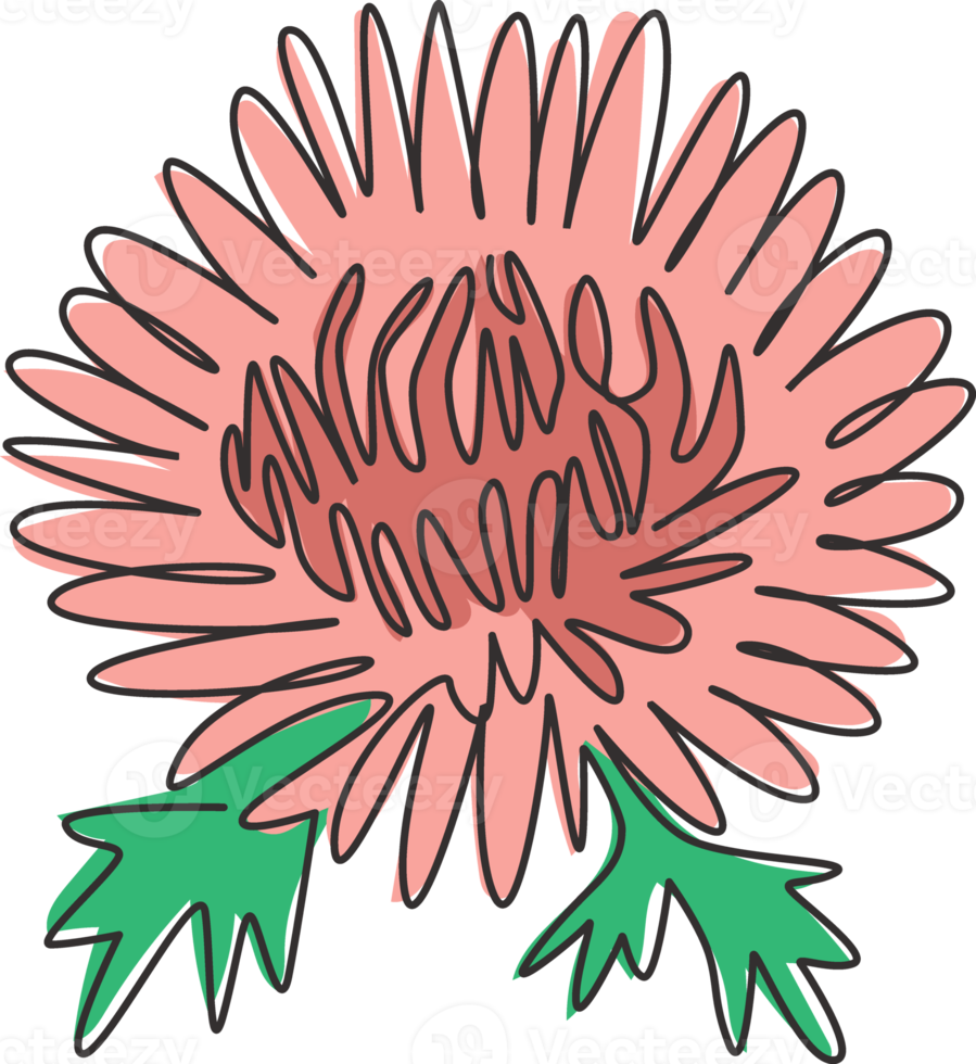 en kontinuerlig linjeteckning av skönhet färsk krysantemum för trädgård logotyp. utskrivbart dekorativt krysantblommakoncept för bröllopsinbjudningskort. moderna en rad rita design vektorillustration png