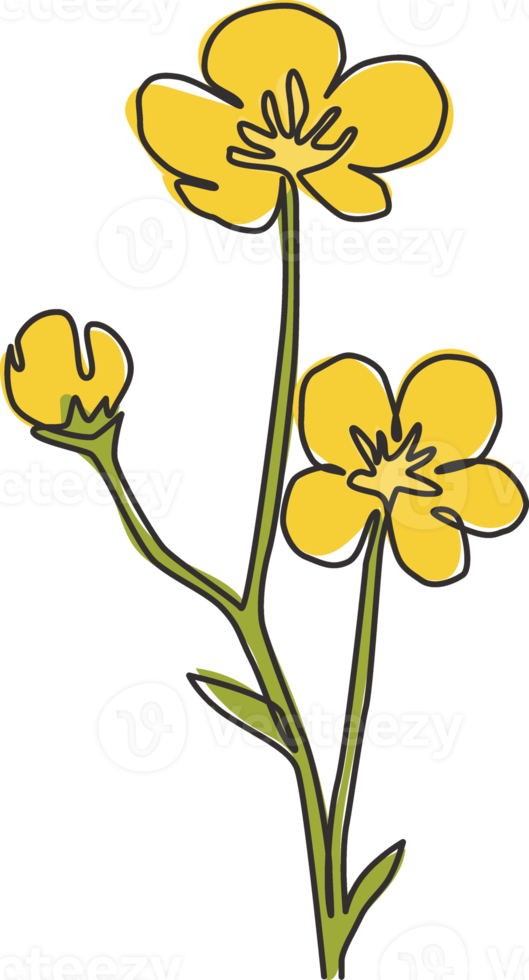 dessin d'une seule ligne de renoncule fraîche de beauté pour le logo de jardin. fleur de renoncule décorative imprimable pour l'impression d'affiches d'art mural de décoration intérieure. ligne continue à la mode dessiner illustration vectorielle de conception png