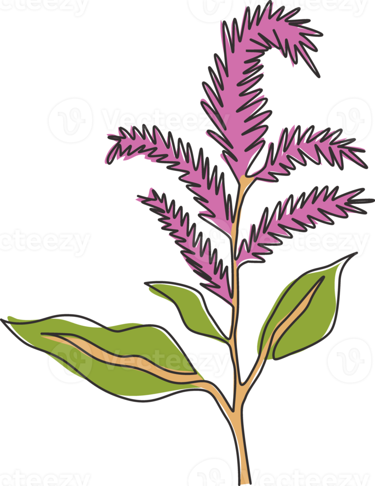 enkele lijntekening van schoonheids verse amaranthus voor tuinlogo. decoratief amarant bloem concept voor thuis muur decor art poster print. moderne doorlopende lijn tekenen ontwerp vectorillustratie png