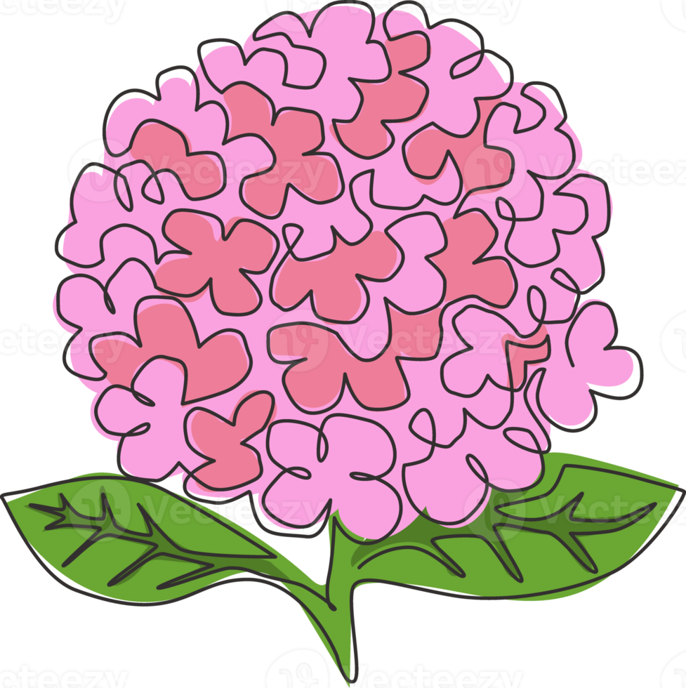 One continuous line drawing of beauty fresh hydrangea for home art wall decor poster print. Decorative hortensia flower concept for invitation card. Trendy single line draw design vector illustration png