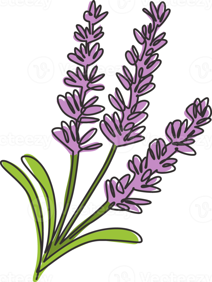 enkele doorlopende lijntekening van schoonheids verse lavandula voor tuinlogo. afdrukbare decoratieve lavendel bloem voor thuis muur decor art poster print. moderne één lijn tekenen ontwerp vectorillustratie png